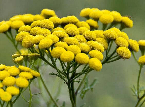 biškrēsliņi – līdzeklis pret parazītiem