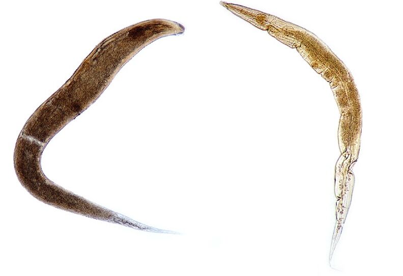 pinworms bērnu organismā